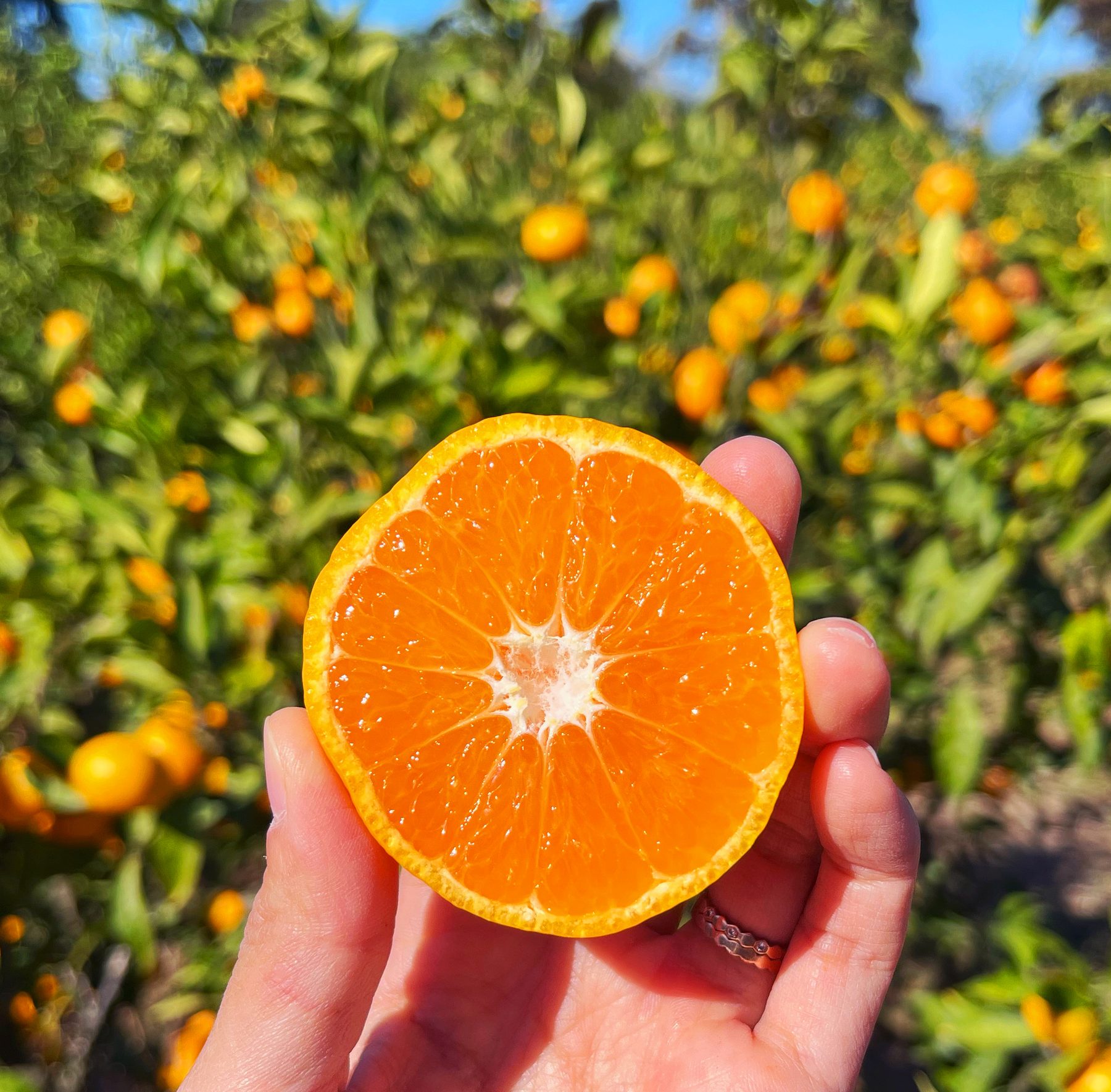 A halved tangerine held up in front of a tangerine tree