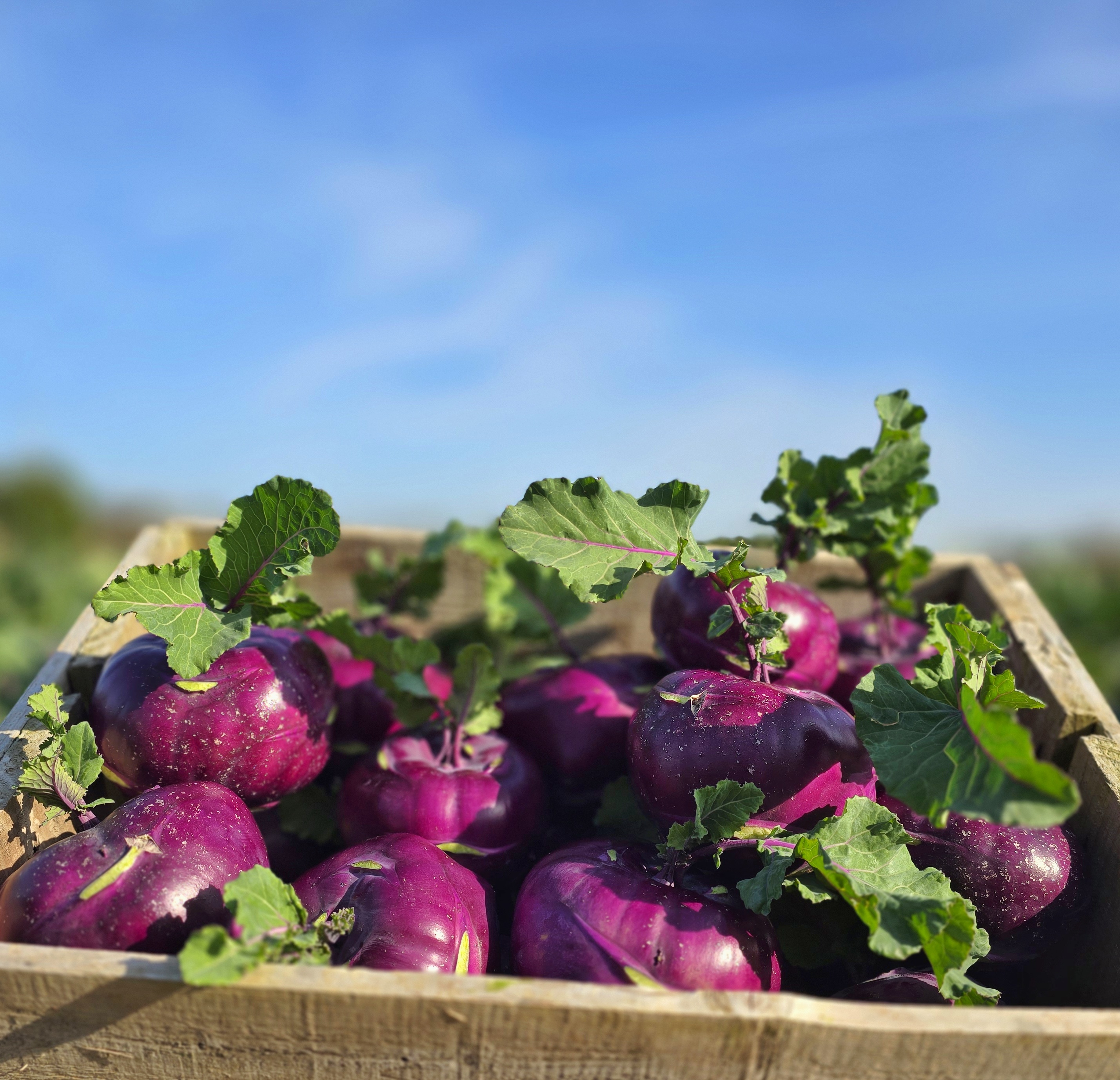 Harvested purple kohlrabi in a wooden crate in the field