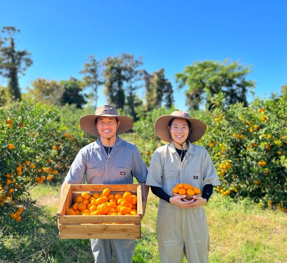 The two of us holding harvest crates in the tangerine orchard