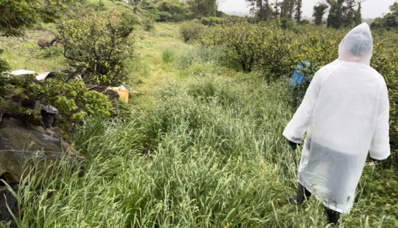 Walking across an overgrown field