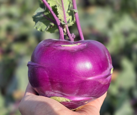 Holding a harvested kohlrabi