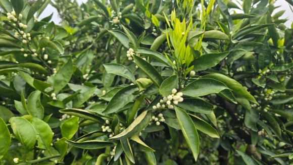 Tangerine flower buds just before blooming