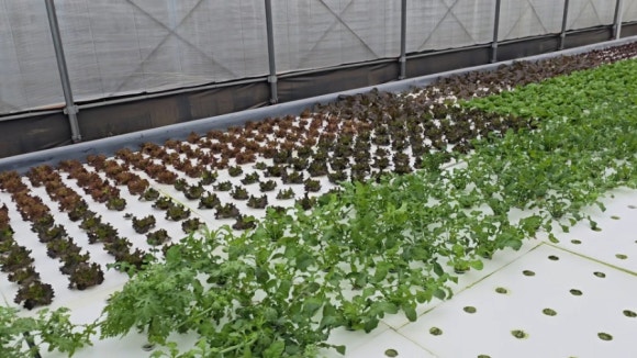 Trial run of a hydroponic bed