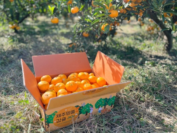 A shipping box packed with harvested tangerines