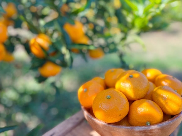 Harvesting tangerines by hand