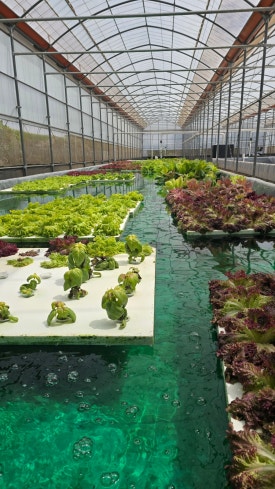 A hydroponic bed filled with minty-colored nutrient water
