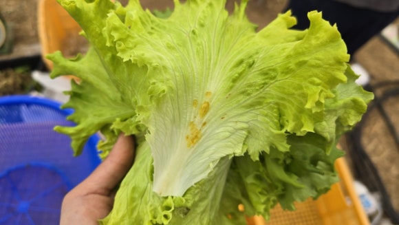 Holding a lettuce leaf with brown spots