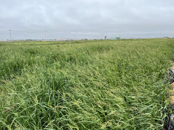 A candidate plot of farmland, overgrown and untended