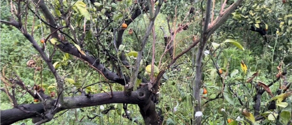 A tangerine tree with dead branches and unpicked fruit