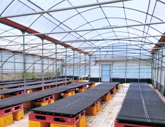 Seedling trays inside the nursery greenhouse