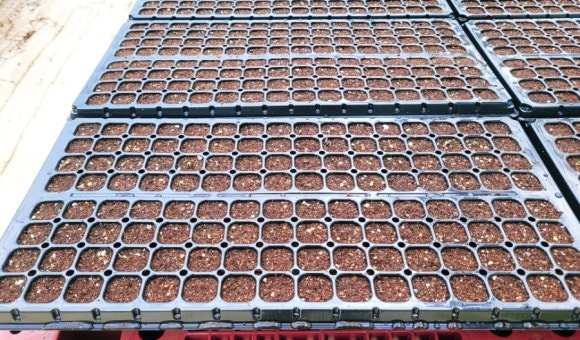 Close-up of a seedling tray sown with kohlrabi seeds