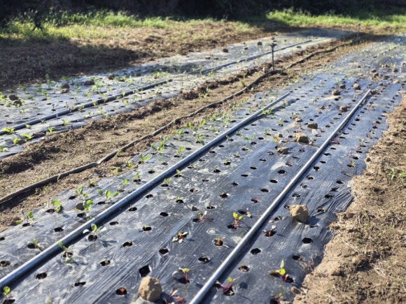 Beet seedlings growing through holes in plastic mulch