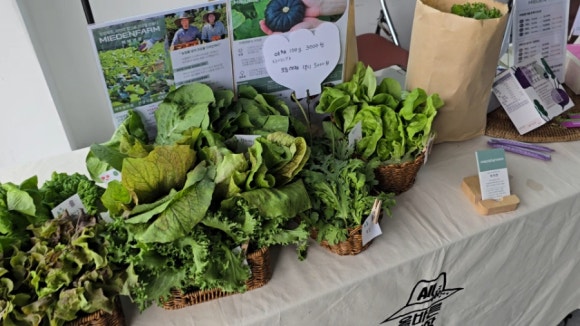 Hydroponic leafy greens on display at a farmers' market