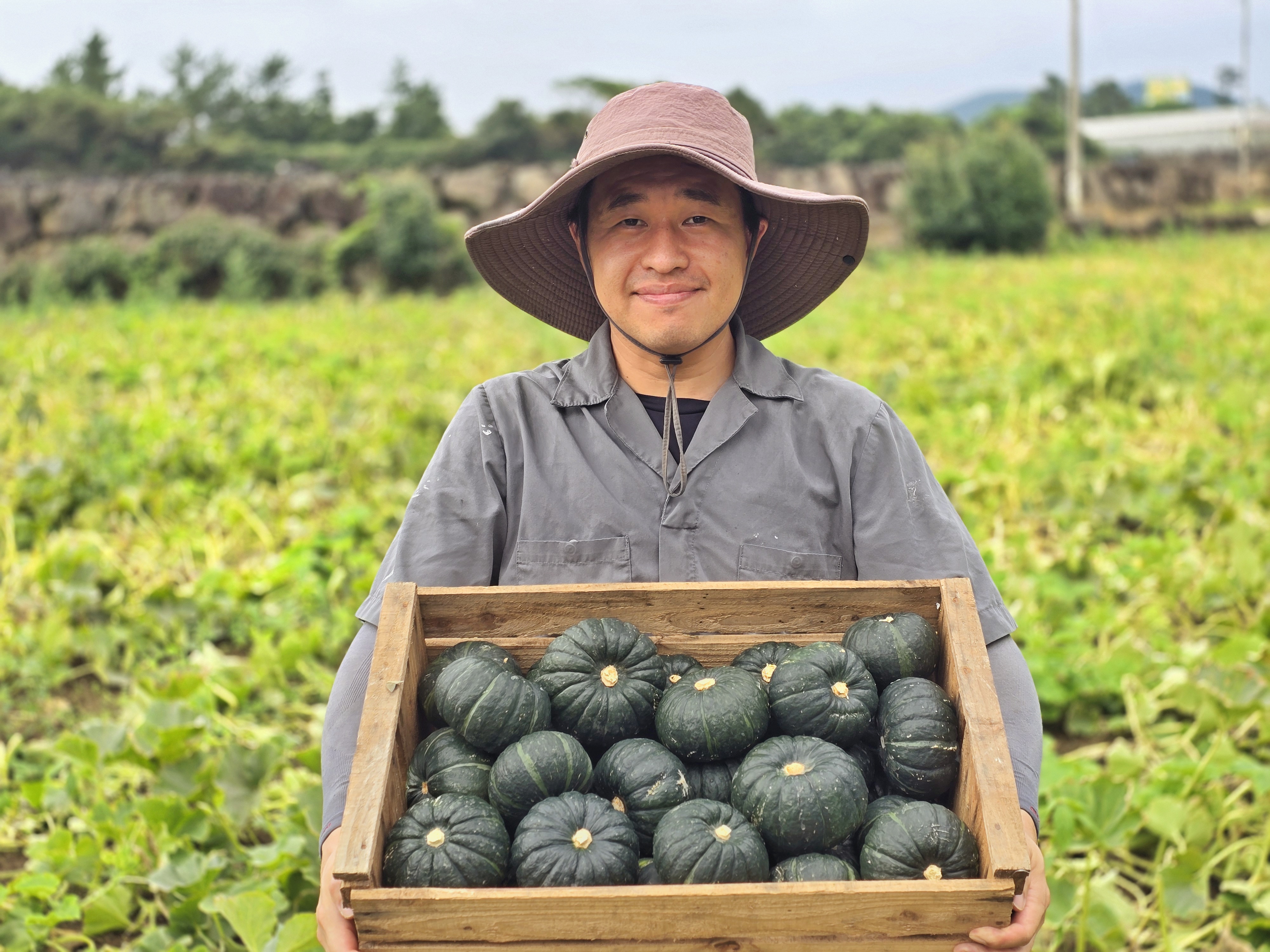 Jeju mini kabocha harvest