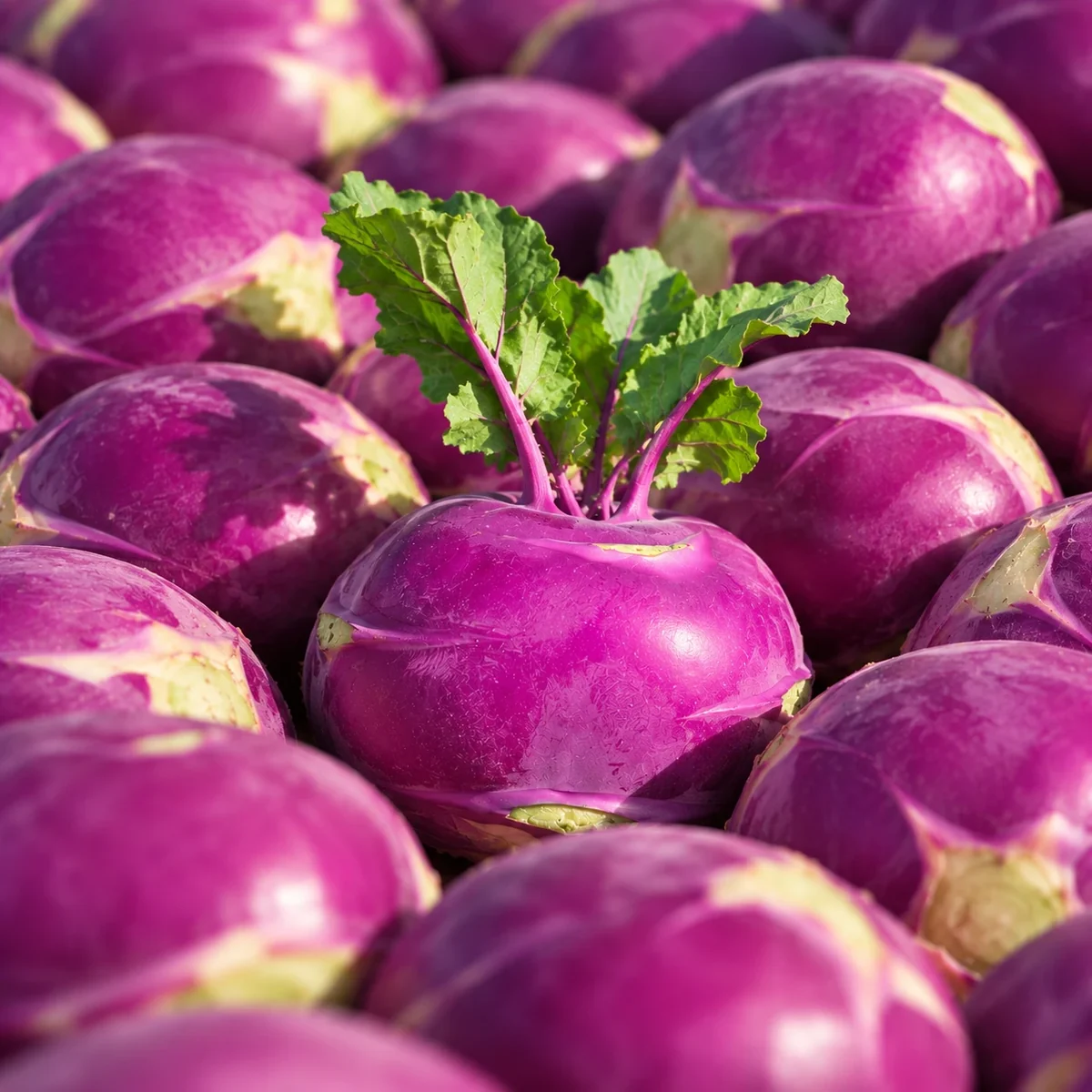 A single kohlrabi with leaves among purple kohlrabi
