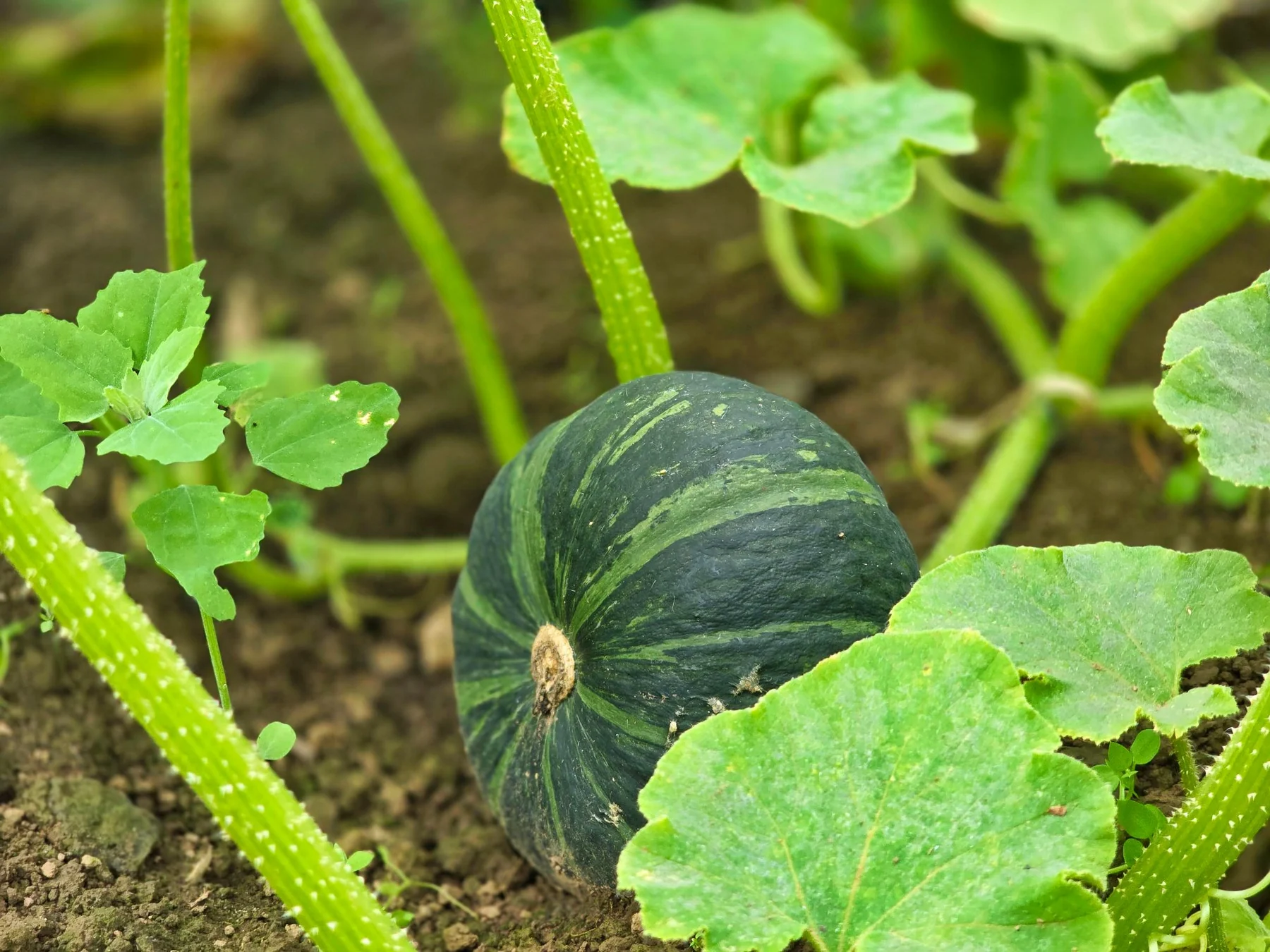 Mini kabocha growing among the leaves in the field (photo by MIEDEN FARM)