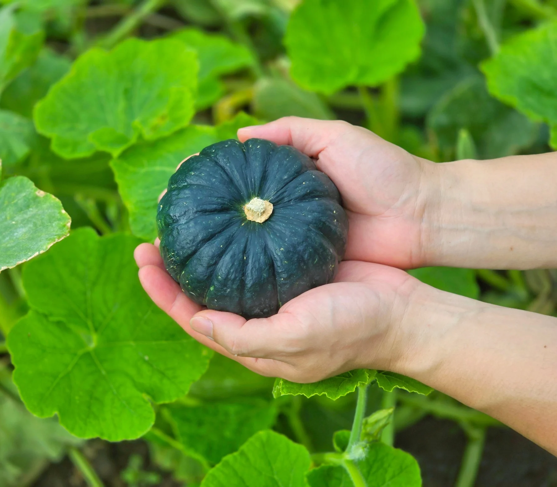 Mini kabocha held in two hands (photo by MIEDEN FARM)