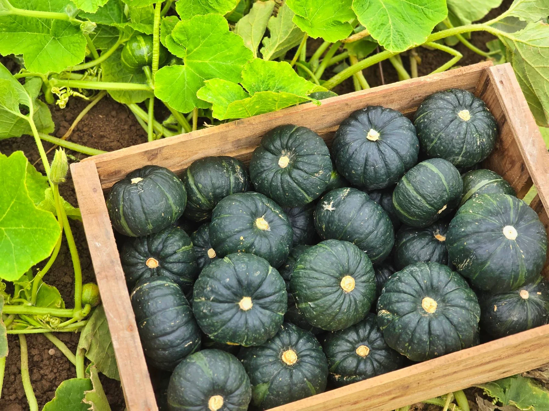 A wooden crate full of mini kabocha in the field (photo by MIEDEN FARM)