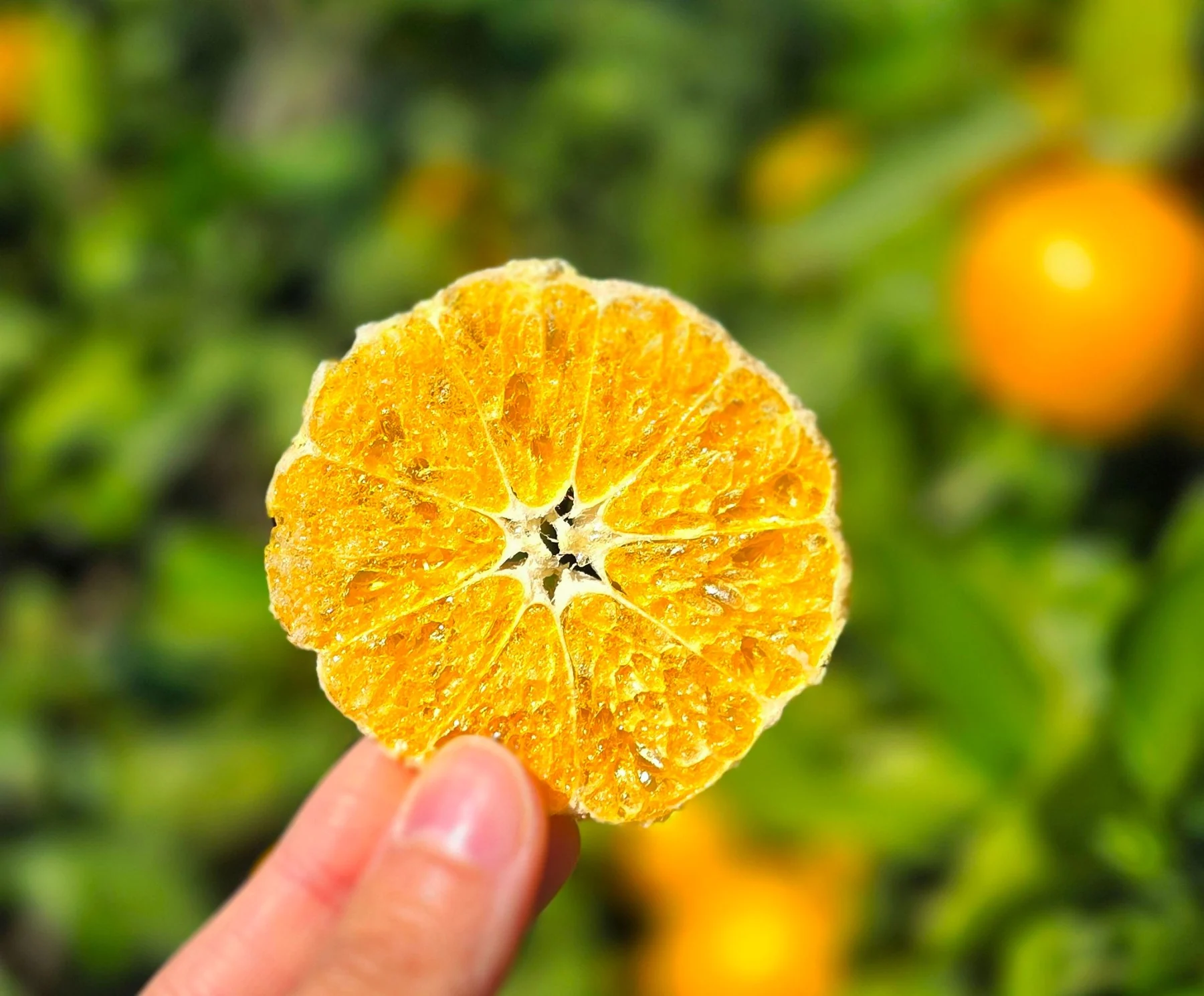 A tangerine chip held up in the orchard (photo by MIEDEN FARM)