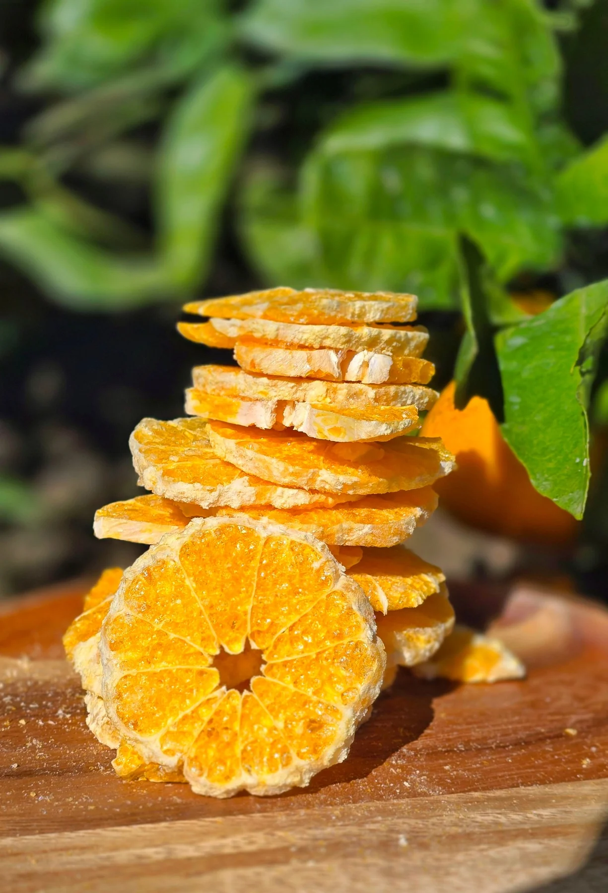 Tangerine chips piled in front of a tangerine tree (photo by MIEDEN FARM)