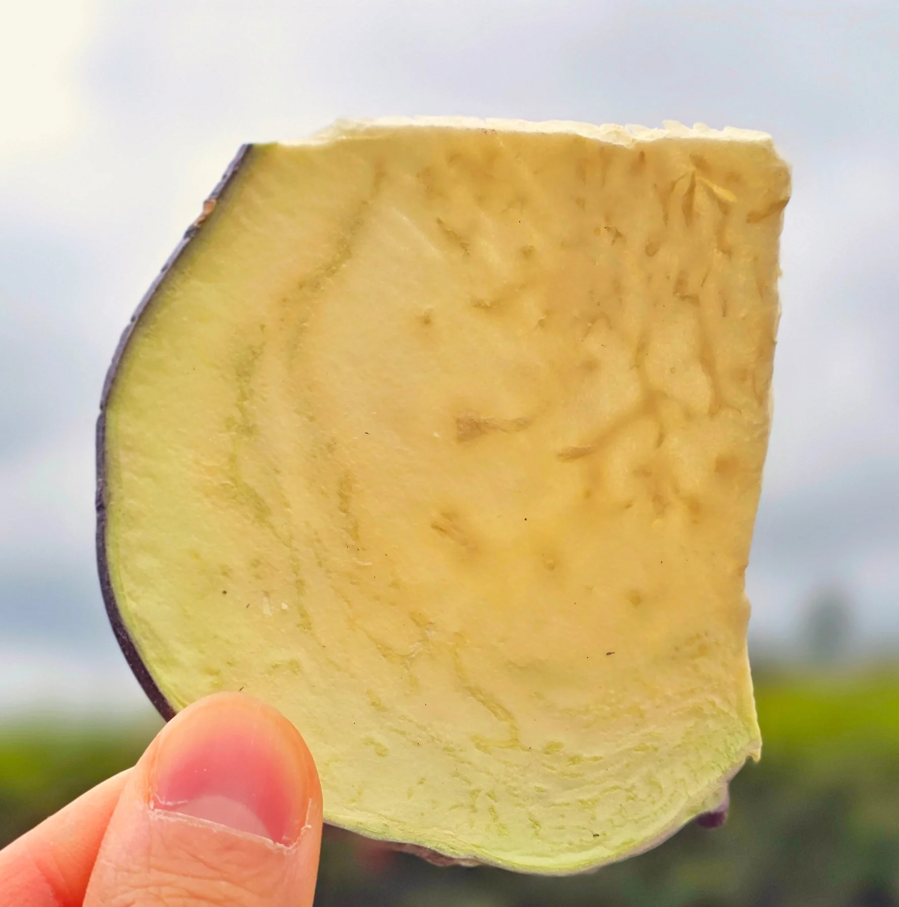 A kohlrabi chip held in hand (photo by MIEDEN FARM)