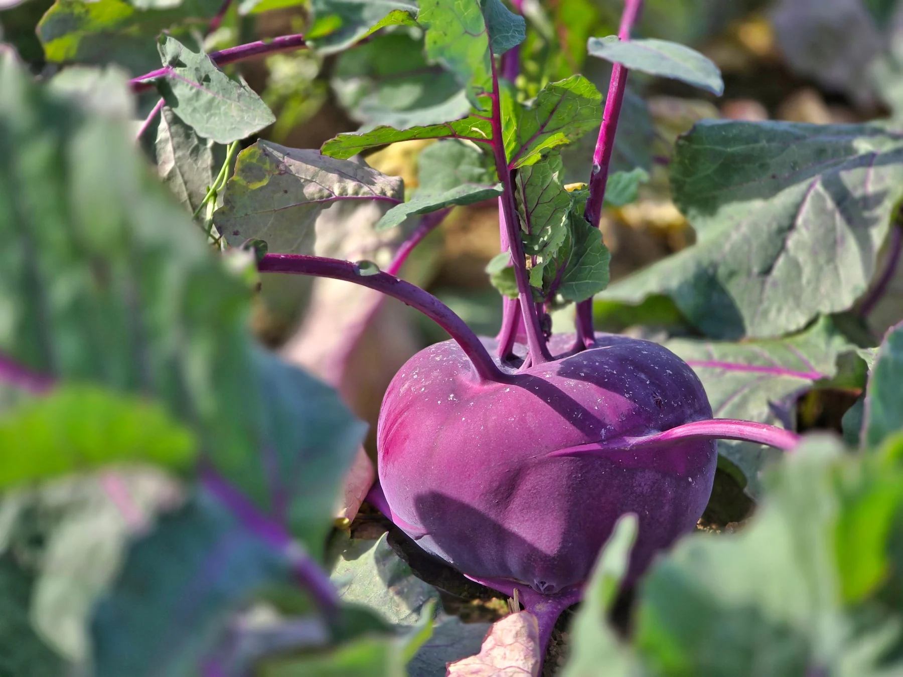 Purple kohlrabi growing in the field (photo by MIEDEN FARM)