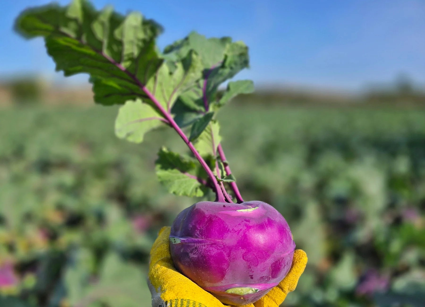 Kohlrabi held in a gloved hand in the field (photo by MIEDEN FARM)