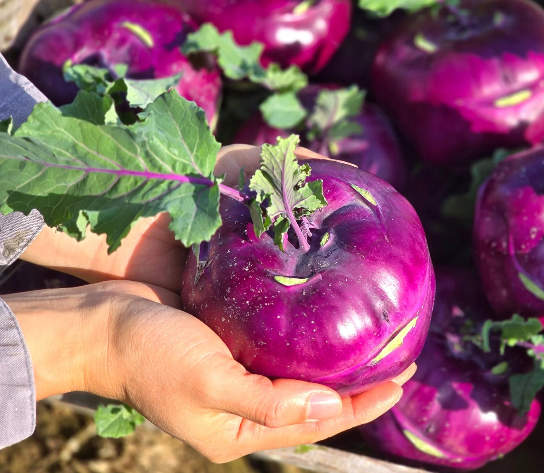 Harvested kohlrabi held in two hands (photo by MIEDEN FARM)