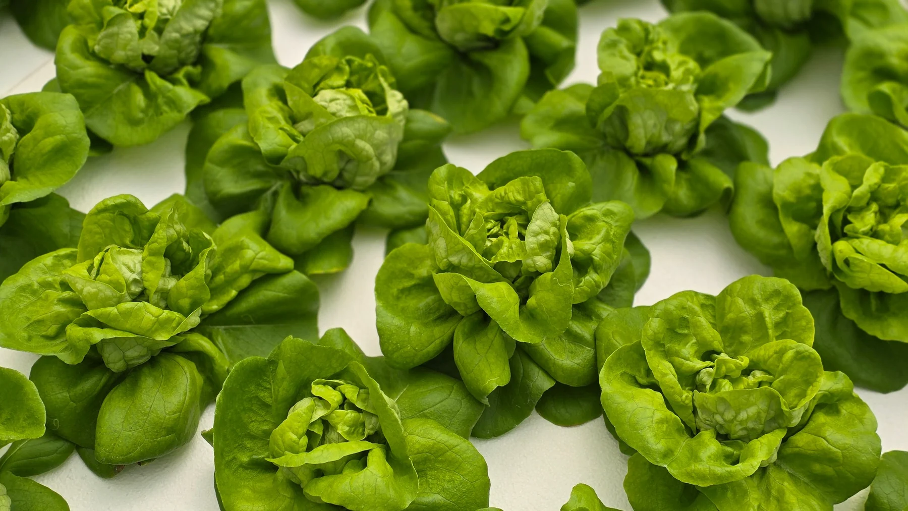 Butterhead European lettuce in a hydroponic bed (photo by MIEDEN FARM)