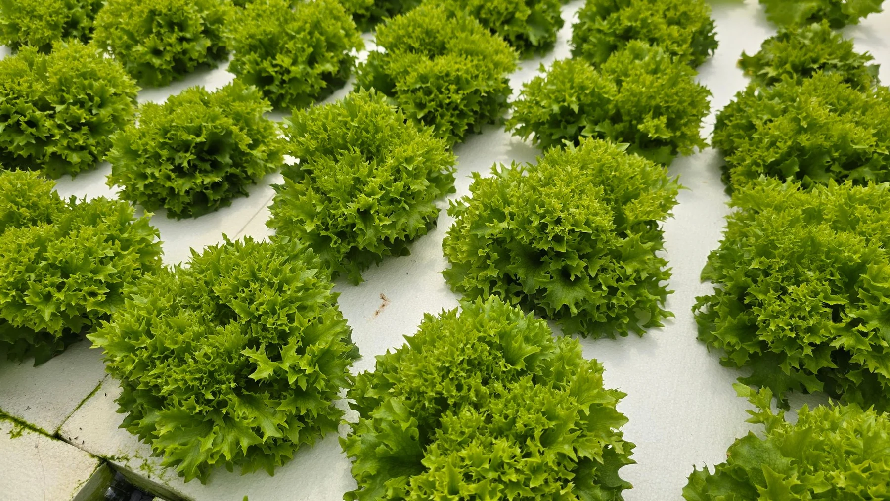 Frilly European lettuce in a hydroponic bed (photo by MIEDEN FARM)