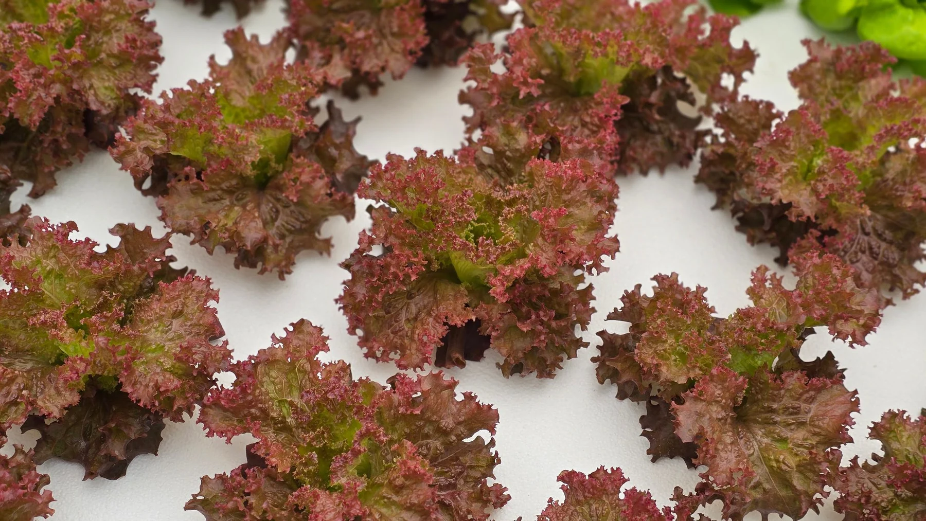 Red European lettuce in a hydroponic bed (photo by MIEDEN FARM)