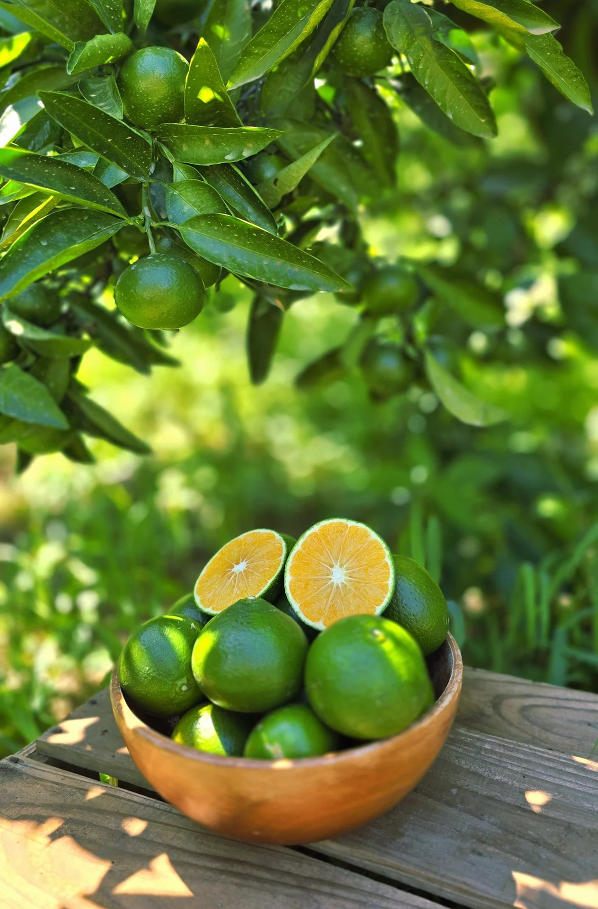 Green tangerines in a wooden bowl and a green tangerine cut in half (photo by MIEDEN FARM)