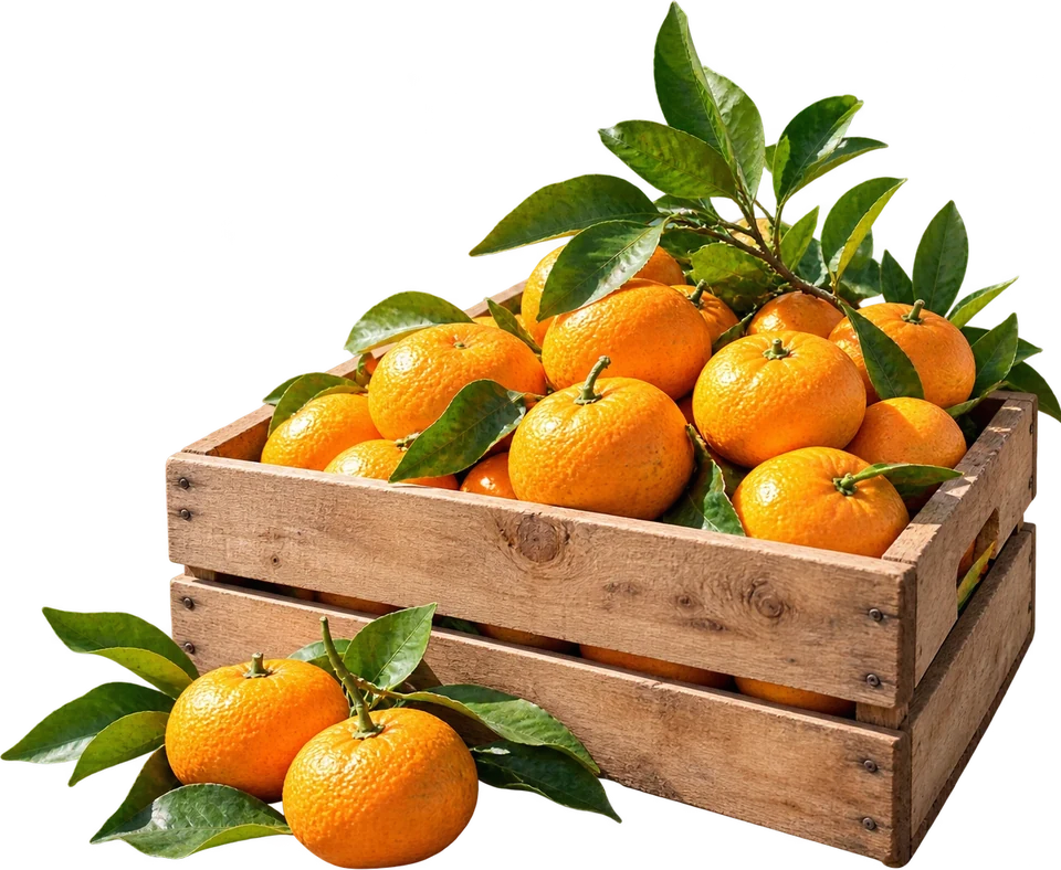Illustration of a wooden crate full of tangerines with leaves