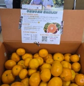Jeju tangerines