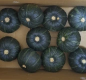 Mini kabocha squash