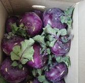 Kohlrabi